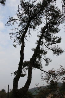 鲁山国家森林公园 绿海碧涛，林木的诗与魂