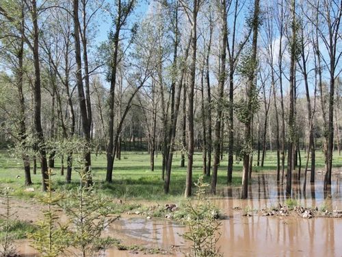 永昌生态补水 让林木畅饮甘露，重焕生机