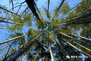 新西兰经济林木瑰宝 辐射松（Radiata Pine）