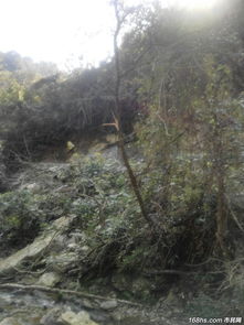 休宁月潭水库水源保护地颜公山原始森林遭滥伐 市民监督平台曝光引关注