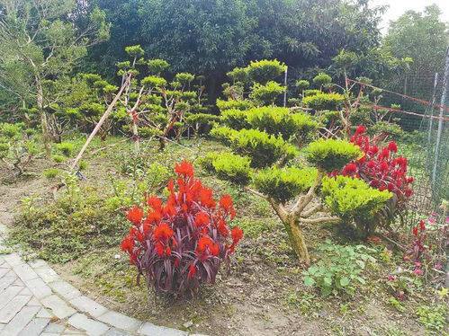 盐城热线新闻 | 林木资源保护与城市绿化建设并行发展