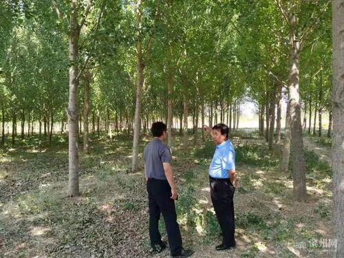 阳信15135亩林木成功通过FSC FM认证 迈向可持续林业管理新阶段