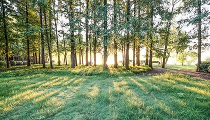 森林的多重作用 生态、经济与社会的基石