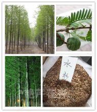 水杉树的全面剖析 产品参考、生态价值与经营指南