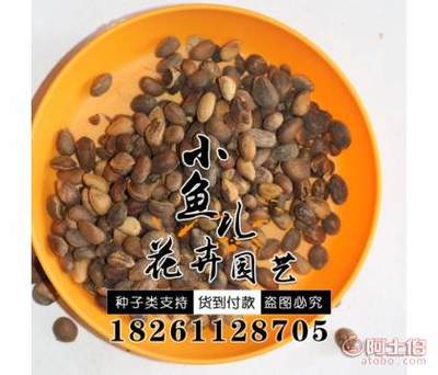 白皮松种子选购指南 厂家直销与发芽保障全解析
