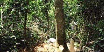 珲春森林公安局森侦大队破获4起重大盗伐林木案